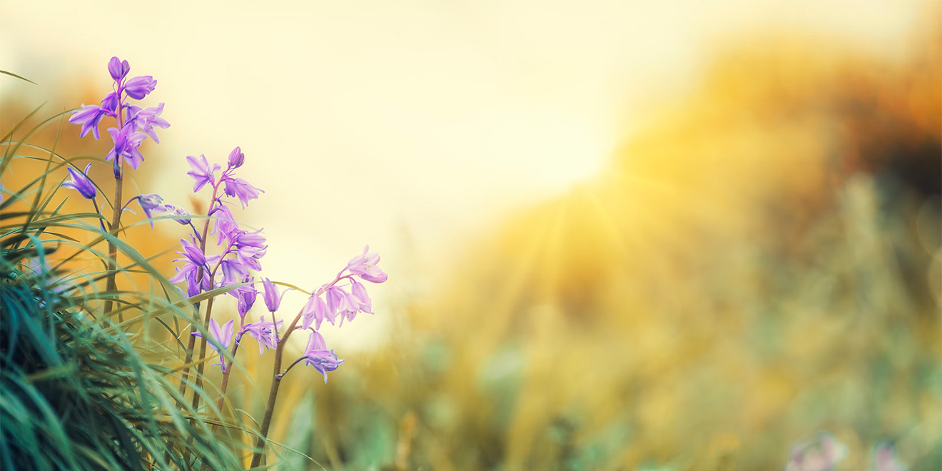 Frühling Zitate: 23 Sprüche, Weisheiten und Zitate über die schöne Frühlingszeit